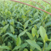 茶苗中茶108