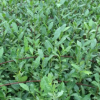 龍井系列 中茶108 香型茶葉