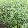 茶苗 夏扦烏牛早