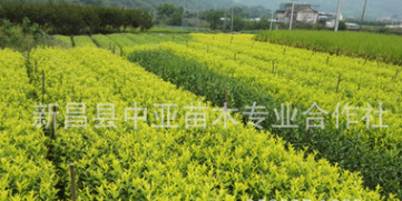 開發高檔茶葉 黃金芽