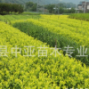 開發高檔茶葉 黃金芽