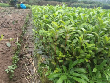茶苗安吉白茶