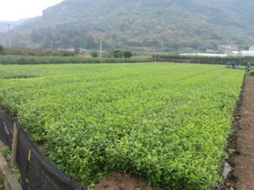 茶苗烏牛早