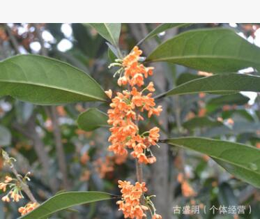 桂花苗 桂花幼苗 成品苗 江津花椒 九葉青