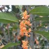 桂花苗 桂花幼苗 成品苗 江津花椒 九葉青