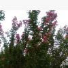 大量出售優質紫薇樹苗 江津苗木 江津花椒