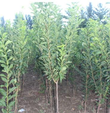 基地直銷適合南北方種植的秋姬李樹苗