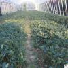 基地直售水果苗草莓苗 規格全品種多紅顏草莓苗