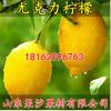 檸檬苗 美國尤力克檸檬苗 黃檸檬安岳檸檬 美國尤力克檸檬果樹苗