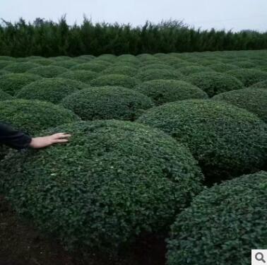 常年供應(yīng)女貞球 灌木花卉 園林綠化 常綠喬木