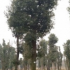 香樟紅果冬青欏木石楠水杉樸樹樂昌含笑紅葉石楠欒樹楓香廣玉蘭紫薇全冠苗等行道樹