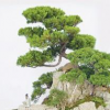 杭州供應(yīng)雀梅盆景 樁材 樹樁盆景