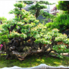 杭州佳佳好景觀藝術(shù)工程有限公司大量批發(fā)雀梅盆景 假山