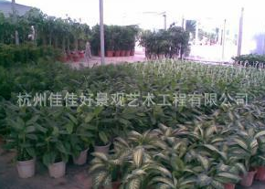 杭州佳佳好景觀藝術工程有限公司大量提供優質花木盆景租擺0.5元
