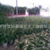 杭州佳佳好景觀藝術(shù)工程有限公司大量提供優(yōu)質(zhì)花木盆景租擺0.5元