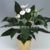 杭州佳佳好景觀藝術(shù)工程有限公司大量優(yōu)質(zhì)花木盆景租擺0.5元起