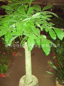 杭州佳佳好景觀藝術工程有限公司大量提供花木綠色植物租擺0.5元