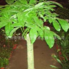 杭州佳佳好景觀藝術(shù)工程有限公司大量提供花木綠色植物租擺0.5元