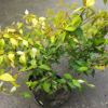 六道木 大杯 水生植物 水生 灌木 園林綠化 常綠喬木