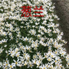 蔥蘭 綠化圃批發基地 水生植物 水生花卉 花卉木 綠化木