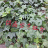 長春藤 灌木花卉 園林綠化 常綠喬木 水生植物 水生花卉 長春藤