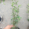 六月雪小杯 水生植物 水生花卉 灌木花卉 園林綠化 常綠喬木