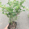 火棘 大杯 水生植物 水生花卉 灌木花卉 園林綠化 常綠喬木