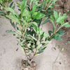 毛娟 小毛球 綠化植物 水生植物 灌木花卉 毛娟 紫鵑 水生花卉