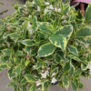 花葉錦帶花 水生花卉 小喬木 小灌木 綠化植物 水生植物