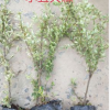 小丑火棘小杯 園林綠化 水生花卉 灌木花卉 水生植物·
