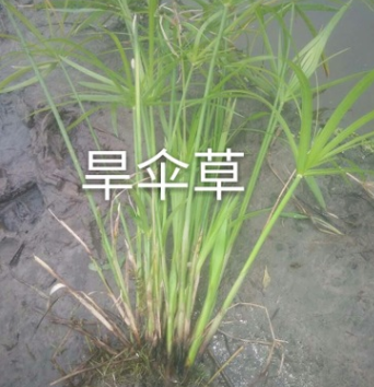 旱傘草.綠化木.基地直銷各種規(guī)格水生植物綠化工程用.風(fēng)車草