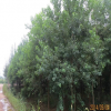 大量優(yōu)質(zhì)烏桕供應