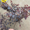 紅花繼木毛球 灌木花卉 園林綠化 常綠喬木 水生植物 水生花卉