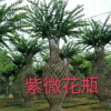 紫薇 園林綠化 紫薇規(guī)格齊全 園林花卉 木槿 茶花樹