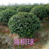 海桐球 灌木花卉 園林綠化 常綠喬木 水生植物 水生花卉