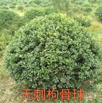 無刺構(gòu)骨球 蕭山 灌木花卉 園林綠化 常綠喬木 水生植物 水生花卉