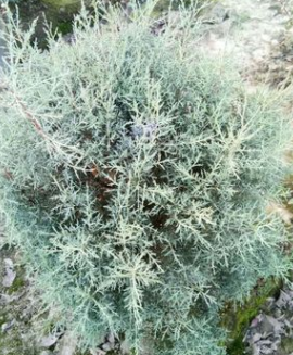藍冰柏 灌木花卉 園林綠化 常綠喬木 水生植物 水生花卉