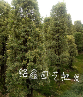 金邊黃楊柱 果樹木花卉木 樹花園林 綠化木常綠喬木