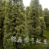 金邊黃楊柱 果樹木花卉木 樹花園林 綠化木常綠喬木