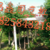 凌霄 果樹木花卉木 園林綠化木.常綠喬木.灌木