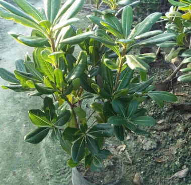 海桐毛球 花卉zhiwu 園林綠化 常綠喬木 水生植物 水生花卉