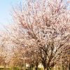產地直銷櫻花綠化風景樹 染井吉野櫻花 喬木 櫻花產地 櫻花