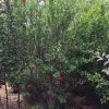 叢生石榴直銷綠化風景樹 叢生石榴 石榴樹 石榴綠化苗木