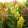 批發(fā)四季蘭花苗天香鐵骨素建蘭細(xì)葉寬葉墨蘭春蘭蕙蘭寒蘭四季常青