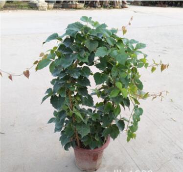 爬藤植物爬山虎大苗攀援花卉綠植盆栽陽臺庭院別墅種子四季常青