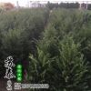 紅豆杉盆景 紅豆杉盆栽 紅豆杉樹苗盆景曼地亞品種 苗木綠化 紅豆