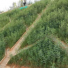 高速公路綠化工程專用草種草籽在重慶哪里能買到