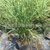 斑葉芒 晨光芒多規格園林水體綠化觀賞草植物 細葉芒基地批發