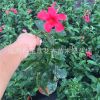 飄香藤盆栽 雙喜藤花卉 攀爬植物 花卉盆栽 四季開花 相思藤