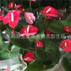 紅掌苗 青州花卉批發紅掌盆栽花卉 紅掌盆栽植物種子